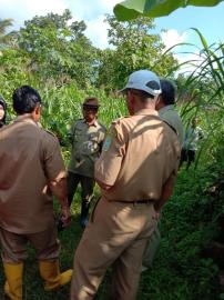 HUJAN KURANG TETAP BERSYUKUR MASIH BISA PANEN RAYA